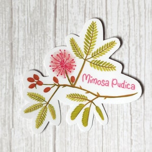 Mimose Pudica, Vinyl wasserdichter Aufkleber, Wissenschaft Aufkleber für Naturliebhaber, lustiges Pflanzengeschenk, Aufkleber für Laptop, niedlicher Aufkleber für Wasserflasche