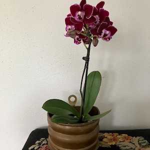 May include: A potted orchid with deep burgundy and white-edged flowers. The plant has long green leaves and is in a brown, ribbed pot with a gold-colored ring. The pot sits on a dark surface with a floral pattern.