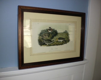 May include: A framed print of a vintage bird illustration. The print features three birds, two brown and one yellow, perched on a branch in a forest setting. The print is titled "Snow Bunting".