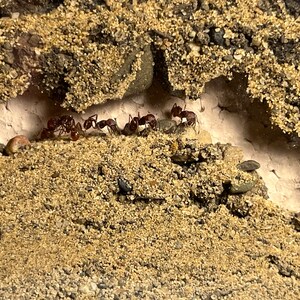 May include: A close-up of a group of red ants crawling through a small opening in a dirt mound.