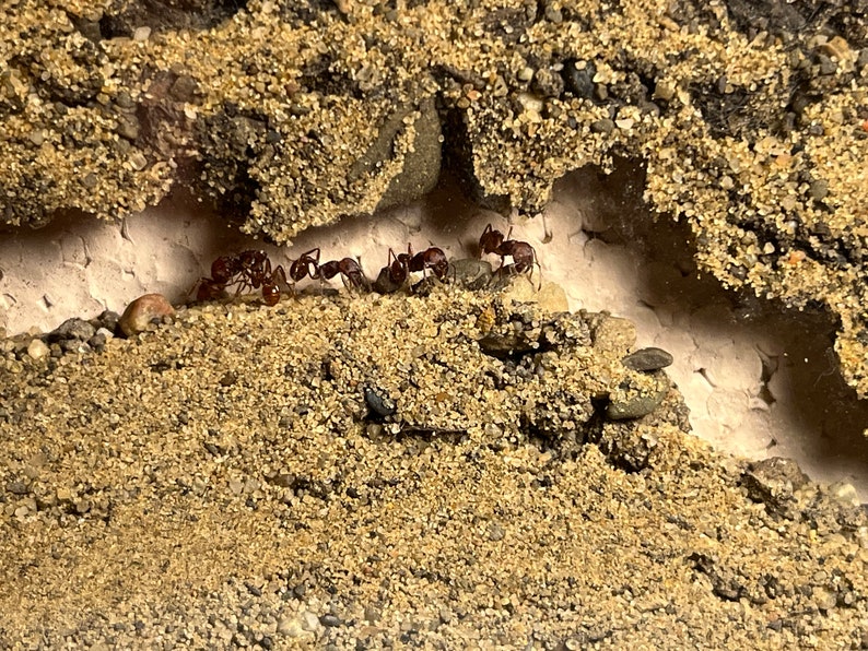 May include: A close-up of a group of red ants crawling through a small opening in a dirt mound.