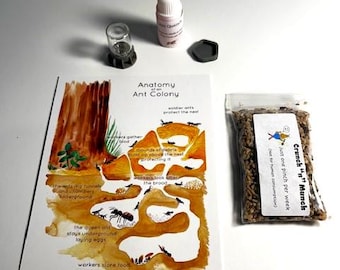 Premium Ant Farm Food includes dandelion, wheat grass, flax, and chia seeds, watering tower, seed dish, ant quench drink, mini ant poster.