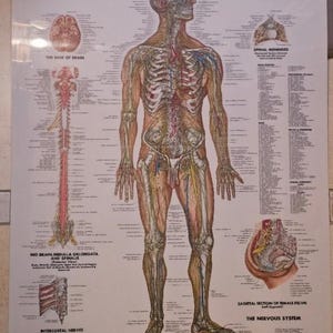 Vintage Anatomy Charts, Body Charts, Heavy laminated/Unlaminated, Anatomical Chart Company