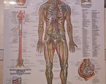 Vintage Anatomy Charts, Body Charts, Heavy laminated/Unlaminated, Anatomical Chart Company