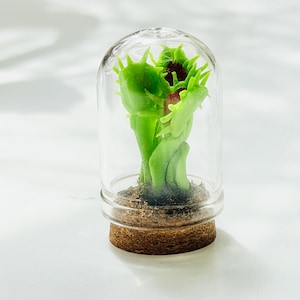 May include: A miniature green plant with a red center, encased in a clear glass cloche. The plant sits on a bed of brown soil, atop a cork base. The cloche is on a white surface.