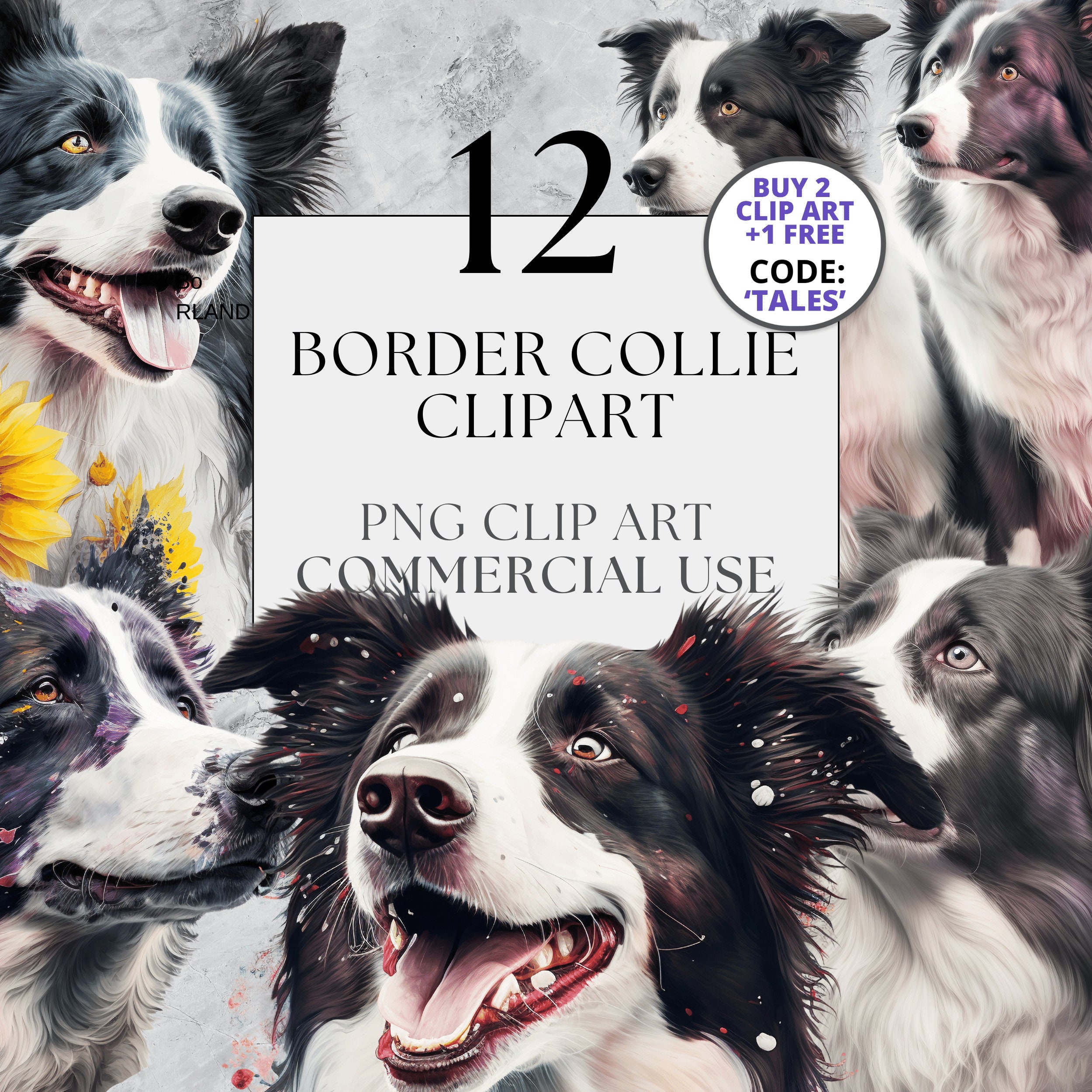 12 Border Collie Clipart Pack en PNG transparente, uso comercial completo,  descarga instantánea con diseños florales, acuarelas e independientes -  Etsy México, image size:2500x2500
