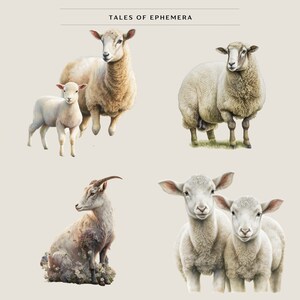 May include: A collection of four sheep illustrations. The first image shows a mother sheep and a lamb standing side by side. The second image shows a single sheep standing on a grassy field. The third image shows a goat sitting on a bed of flowers. The fourth image shows two lambs standing side by side.