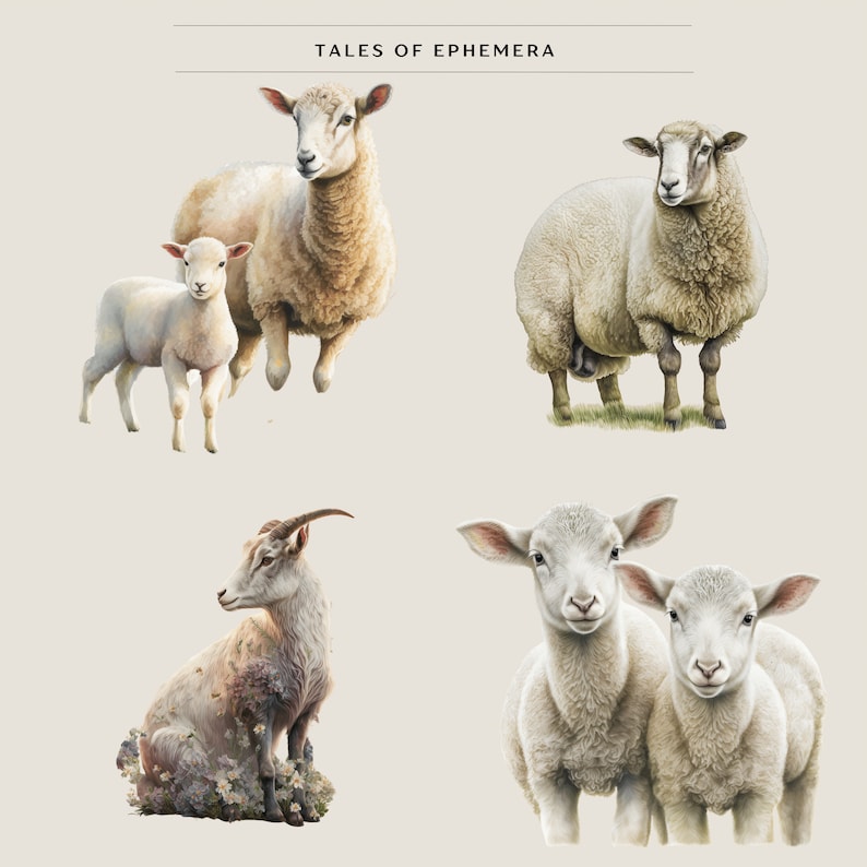 May include: A collection of four sheep illustrations. The first image shows a mother sheep and a lamb standing side by side. The second image shows a single sheep standing on a grassy field. The third image shows a goat sitting on a bed of flowers. The fourth image shows two lambs standing side by side.