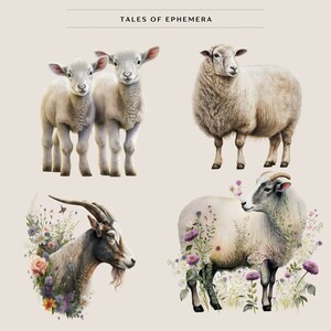May include: A digital illustration of four farm animals. Two white lambs stand side-by-side, a white sheep stands alone, and a white goat with brown markings stands in a field of flowers.