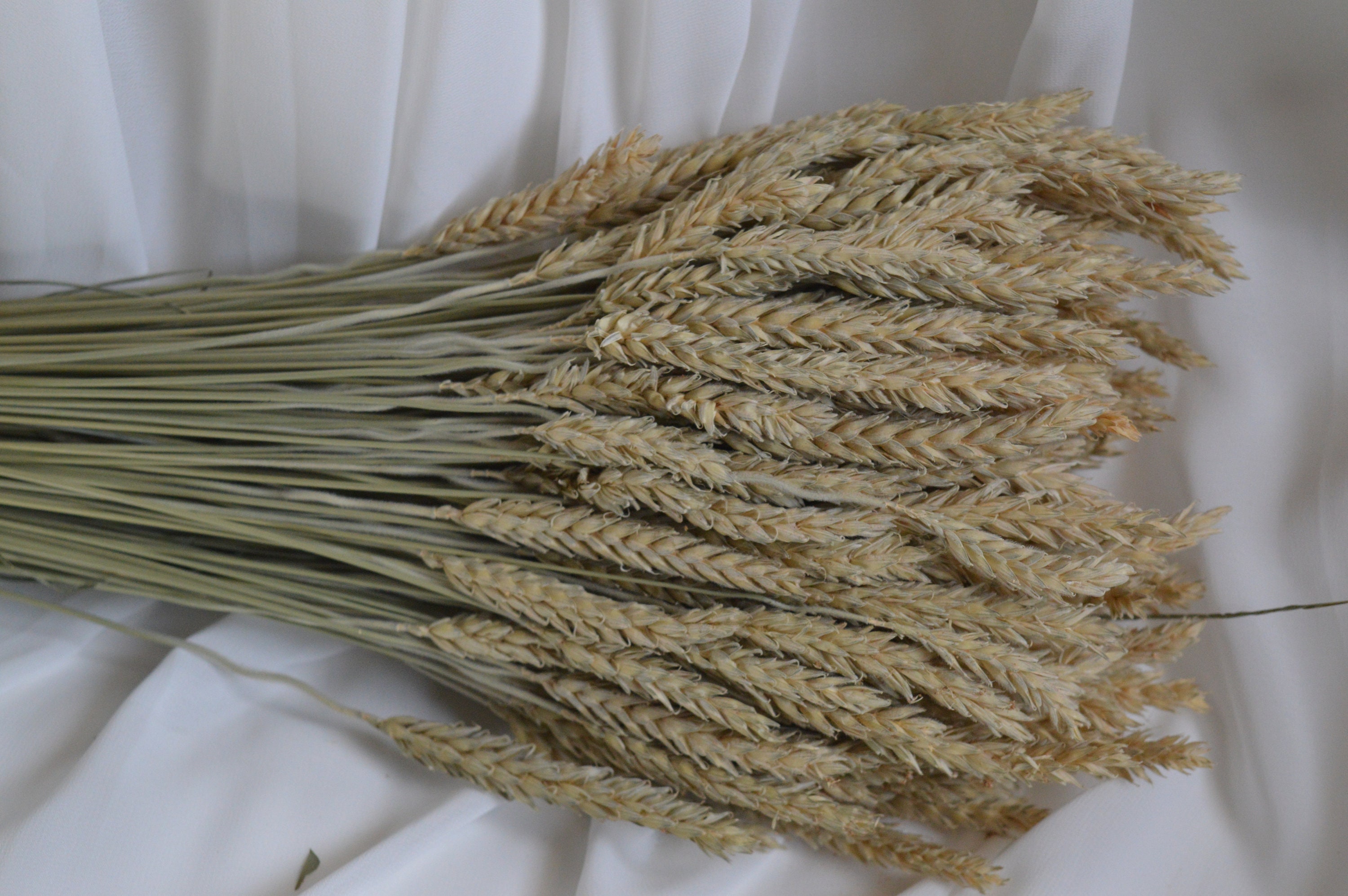 Dried Triticale Wheat Beardless Wheat Bundles Natural 6 Etsy