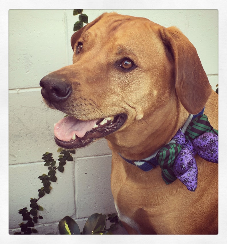 DIY Dog Bow Tie Tutorial Size Small and Large Digital File Etsy