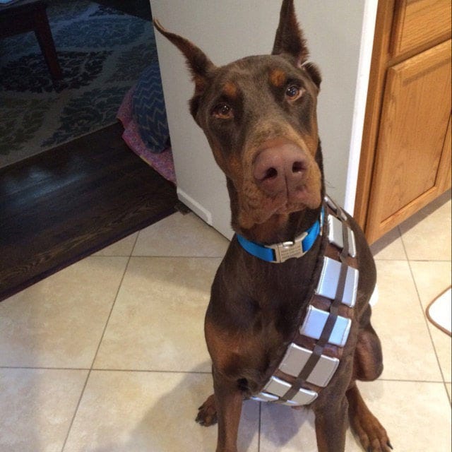 Chewbacca dog accessories top