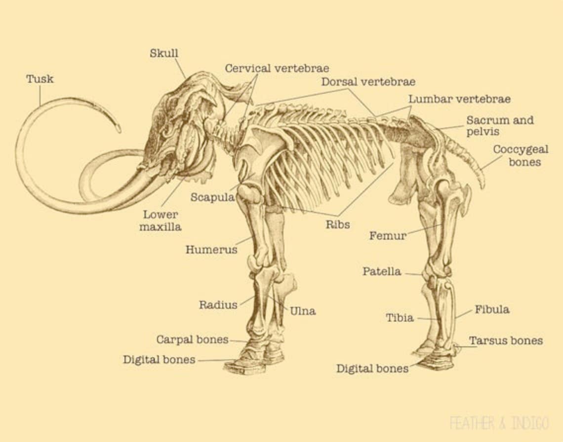 dig a mammoth skeleton