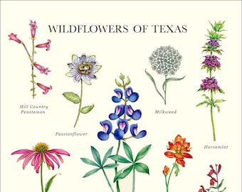 Wildflowers of Texas Print