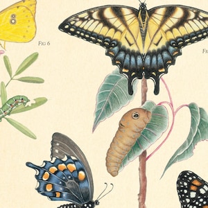 Butterflies of Texas Fine Art Botanical Poster image 2