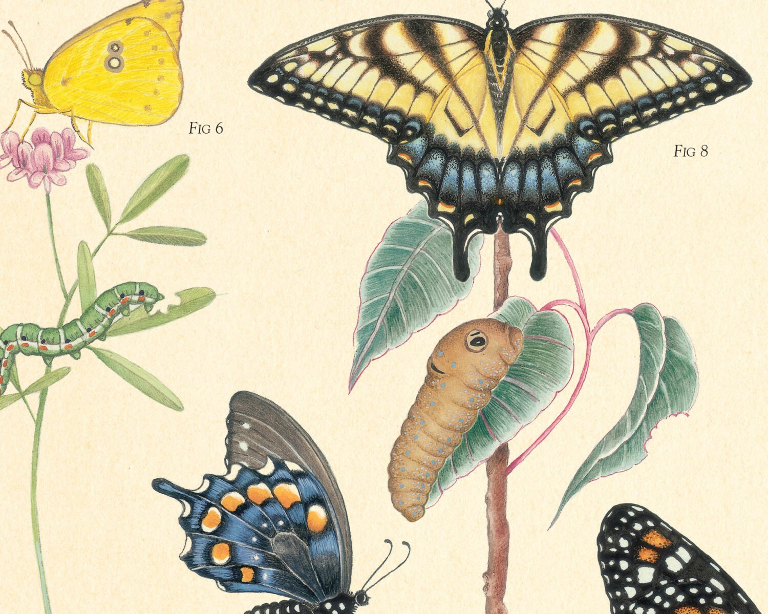 Butterflies of Texas Fine Art Botanical Poster Etsy