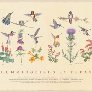 Hummingbirds of Texas Fine Art Botanical poster