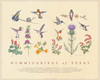 Hummingbirds of Texas Fine Art Botanical poster