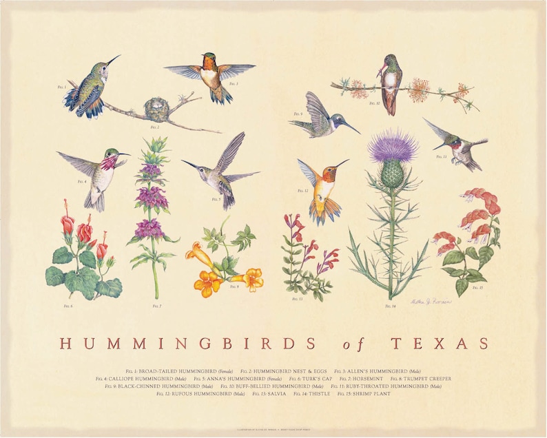 Hummingbirds of Texas Fine Art Botanical poster image 1