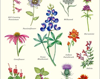 Wildflowers of Texas Print