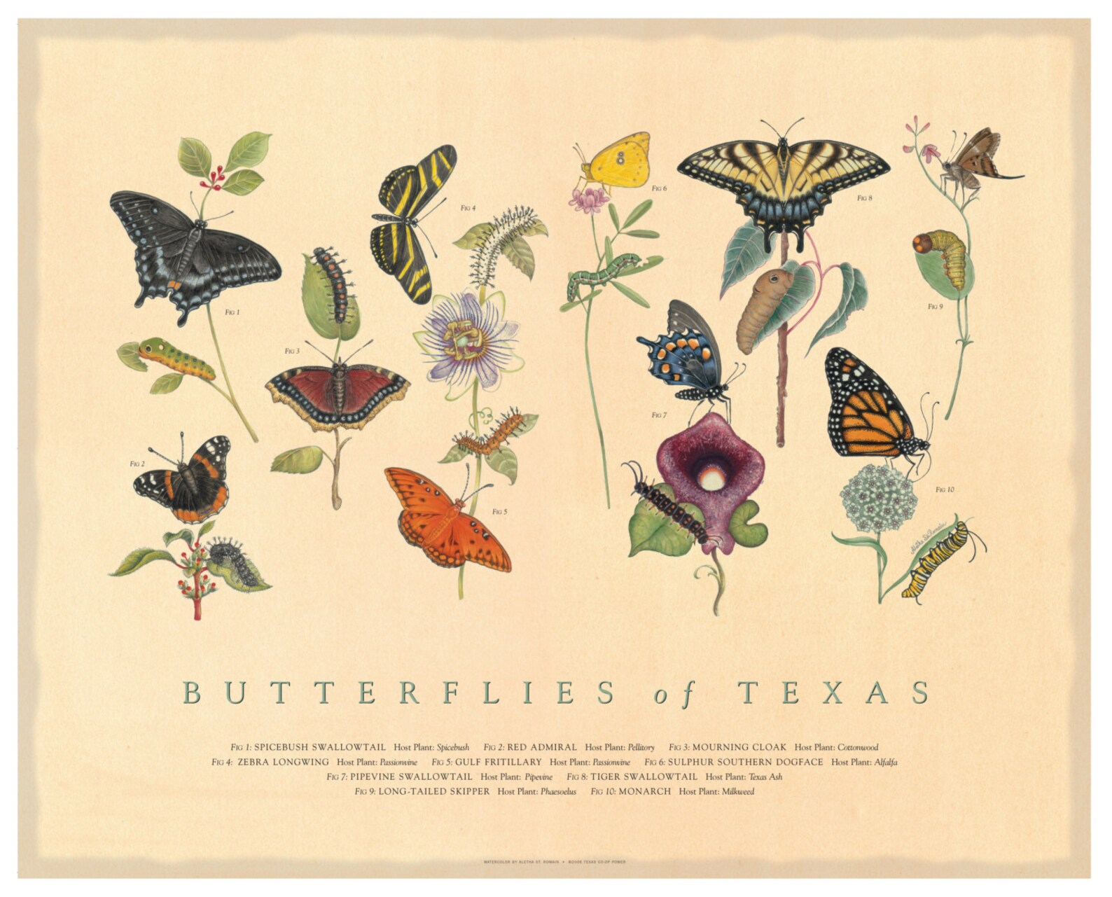 Butterflies of Texas Fine Art Botanical Poster Etsy