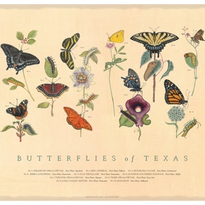 Butterflies of Texas Fine Art Botanical Poster image 1