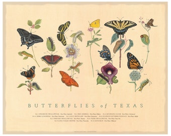 Butterflies of Texas Fine Art Botanical Poster