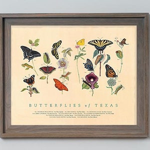 Butterflies of Texas Fine Art Botanical Poster image 3