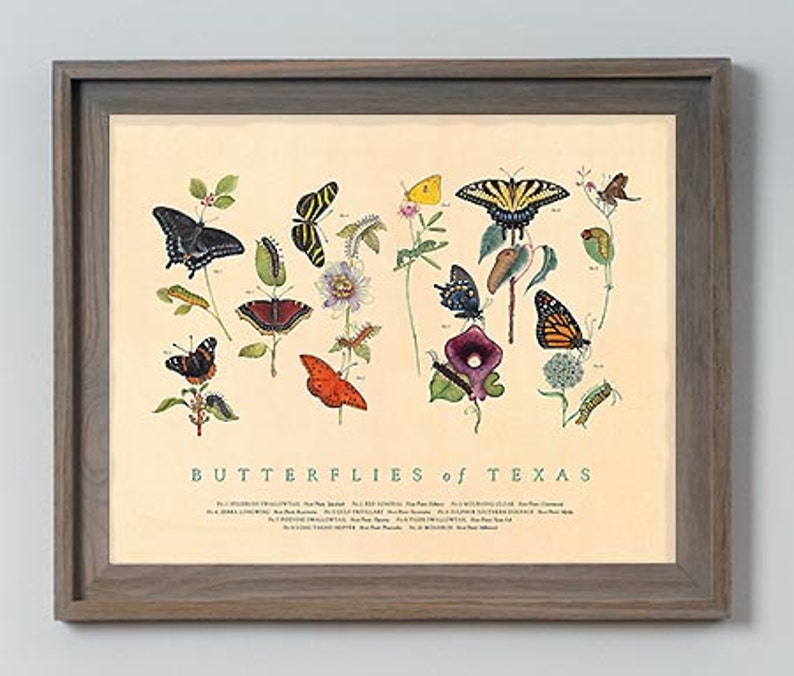 Butterflies of Texas Fine Art Botanical Poster image 3