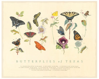 Butterflies of Texas Fine Art Botanical Print