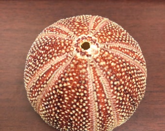 Sea Urchin Etsy