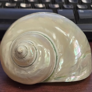 May include: A large, pearlescent seashell with a spiral pattern. The shell has a smooth, iridescent surface with hints of green and cream colors. The shell is resting on a dark brown surface.