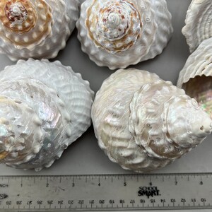 Undossa Shell 12 Pieces White Astrea Undosa Brushed Turbante Shell Natural Seashell 4 ...