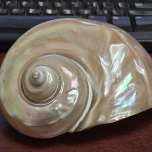 Very LARGE Pearlized White TURBO Hermit Crab Shell Decor 6"