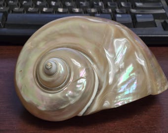 Very LARGE Pearlized White TURBO Hermit Crab Shell Decor 6"