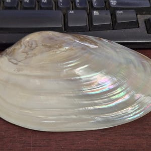 May include: A smooth, oval-shaped seashell with a pearlescent, iridescent finish. The shell features concentric growth lines and a color palette of off-white, cream, and soft beige, with subtle rainbow-like reflections visible across its curved surface.