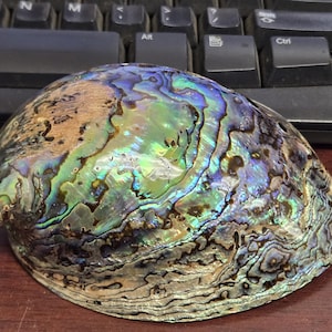Very Large BLUE GREEN ABALONE Shell Smudge Kit Spiritual Cleansing 5"