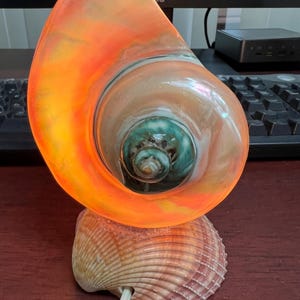 May include: A seashell lamp with a light orange, green, and white shell. The lamp is lit and the light shines through the shell. The base of the lamp is a large, brown seashell.