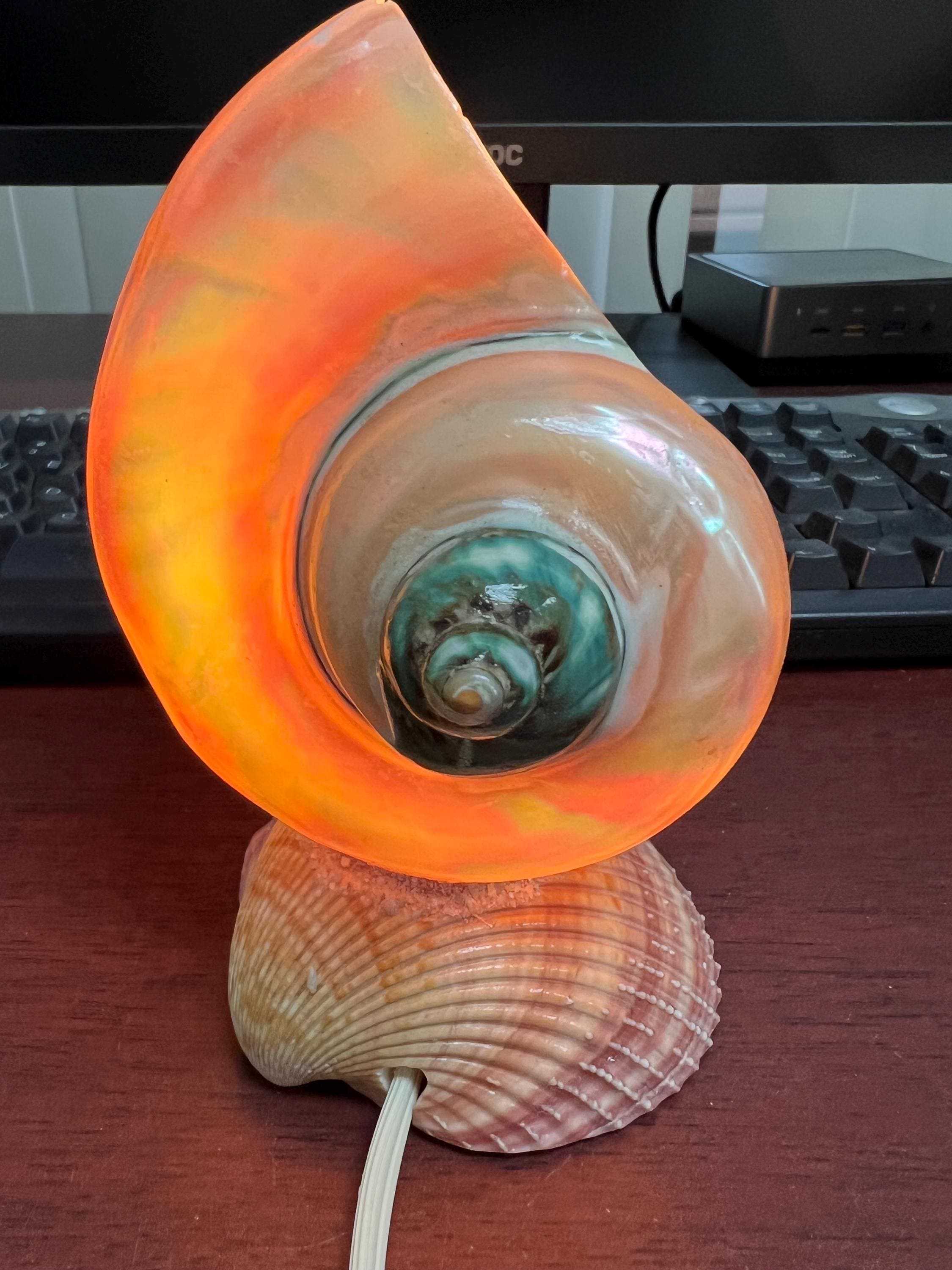 White Pearlized Turbo Sea SHELL Nautical Beach Decor NIGHTLIGHT