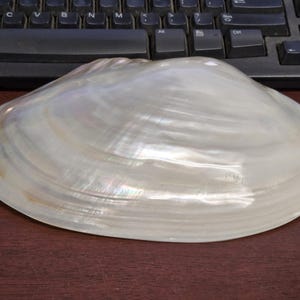 May include: A large, smooth, oval-shaped seashell with a pearlescent, iridescent finish. The shell displays subtle cream, white, and light tan color variations across its curved, polished surface, reflecting light with a soft, multi-colored sheen.