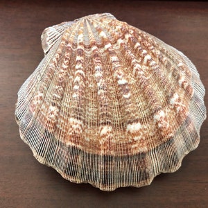 2 Pcs Purple Lion Paw Clam Dish Scallop Beach Sea Shell Pair 5 - 5 1/2&quot;