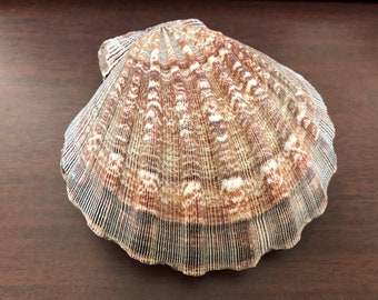 2 Pcs Purple Lion Paw Clam Dish Scallop Beach Sea Shell Pair 5 - 5 1/2&quot;