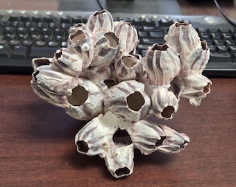 Purple Barnacle Coral Cluster Sea Shell Reef tank Aquarium Decor