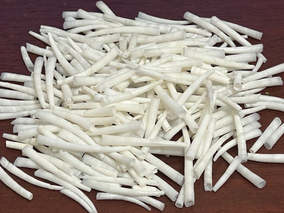 Dentalium, White Dentalium, White