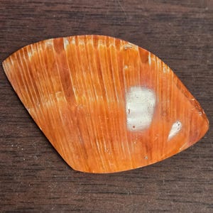 May include: An orange and white spiny oyster shell cabochon with a polished surface. The shell has a teardrop shape and is set against a dark brown background. The shell's texture is visible.