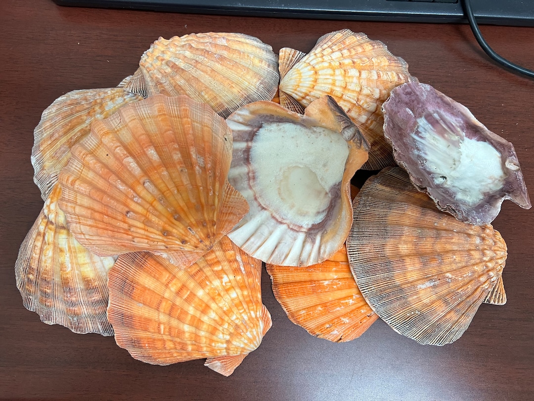 12 Pcs Orange Lion Paw Pectin Clam Dish Scallop Beach Sea Shell 4 Etsy