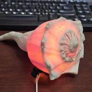 LARGE Natural Brown Striped Whelk Sea Shell Nautical Lamp Nightlight