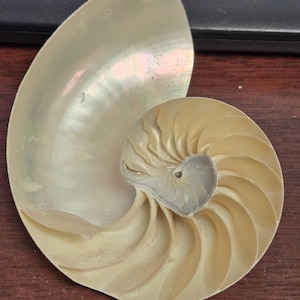 White Pearlized Polished Nautilus Center Sliced Decorative Nautical 4”