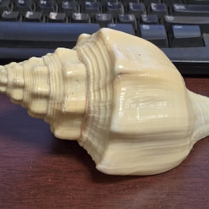 Giant Vamavarti Shankha Shell Natural Sea Shell Conch Shell 7&quot;