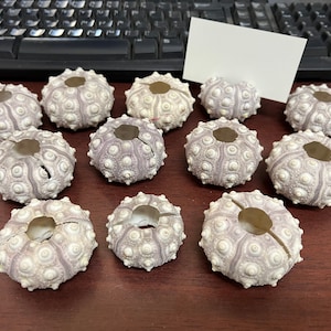 May include: Twelve white and purple sea urchin shells with a hole in the center. The shells are arranged in a circle on a brown wooden surface.